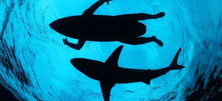 Útoky žraloků – opravdu se máme bát vyjet k moři?