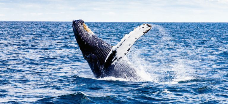 Zájem o velrybí turistiku roste! Čekají vás na Srí Lance, na Novém Zélandu i v Kanadě!