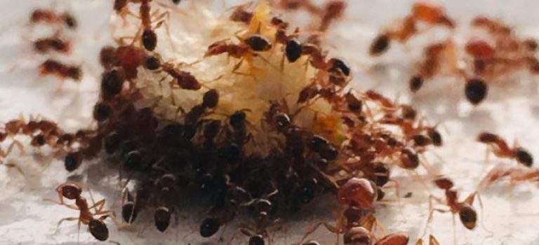 Proč si mravenci vybírají máslo a odmítají margarín?